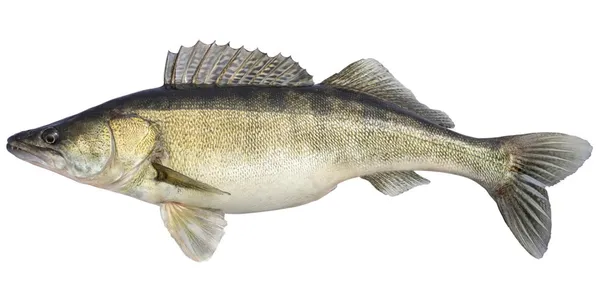 Paprastasis sterkas, neskrostas, 0,8-3kg