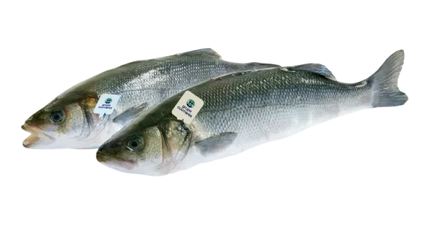 Paprastasis vilkešeris, 2,5-3,5 kg