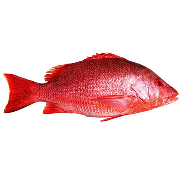 Paprastojo rifešerio porcijos, su oda, 170-230 g, 20% glazūros, 5kg