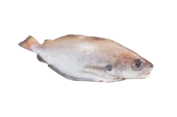 Prancūzinė menkutė, skrosta, ~2,5kg