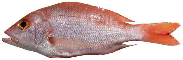 Raudonpelekis rifešeris kg