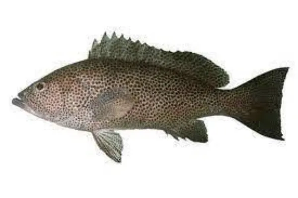 Rudataškis gruperis, skrostas, su galva, ~1kg