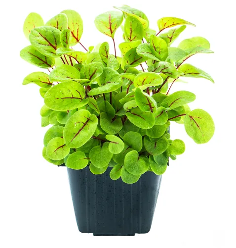 Mikrosalāti skābeņu MIKROŽALUMYNAI, gab