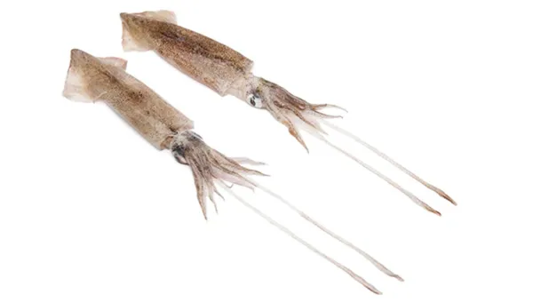 Šaldytas patagoninis kalmaras, valytas, 9-12 cm,  glazūra 10 %, 1 kg