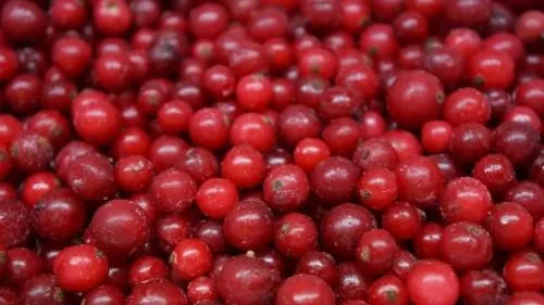 Šaldyti raudonieji serbentai,  IQF, 1 kg