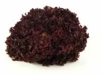 Salāti "Lollo Rosso", 2.šķ,kg