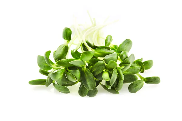 Saulėgrąžų ūgliai,100 g
