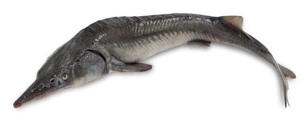 Sibīrijas store ķidāta, Fish Room, atdzesēta, ar galvu, 2-3kg, sver.