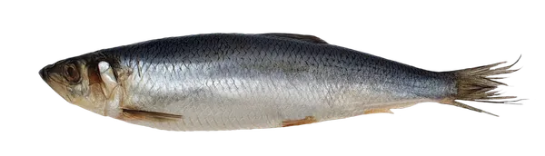 Atlantijas siļķe a/g mazsālīta, Fish room, 400gr+, sver., atdzesēta