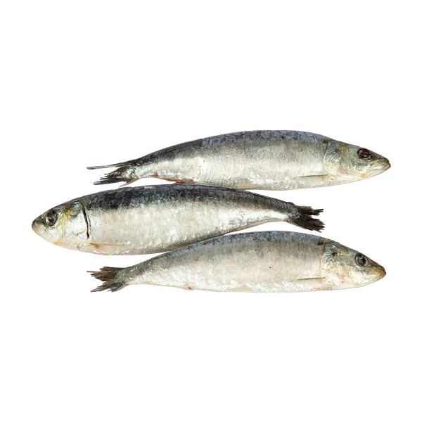 Sušaldytos europinės sardinės, 60-115g, be glazūros, 1 kg