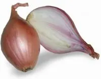 Svogūnai SHALLOT, I kl.,kg