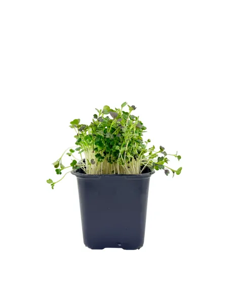 Violetinis Pak Choi indelyje LEAFOOD, vnt.