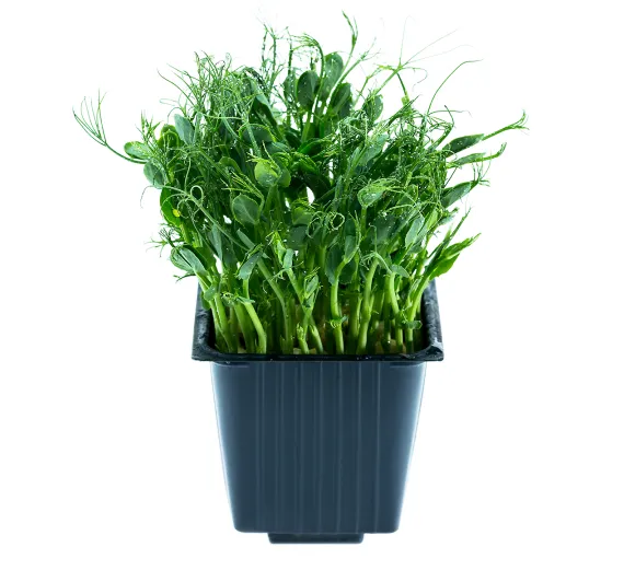 Žirniai, indelyje, 100 g