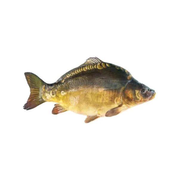 Atvėsintas paprastasis karpis KINTAI, išdarinėtas, 1 kg