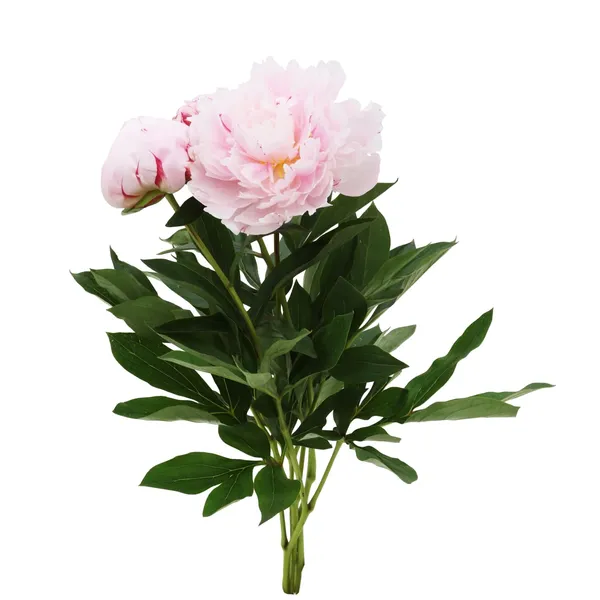 Bijūnų puokštė, 50 cm, 8 žiedų