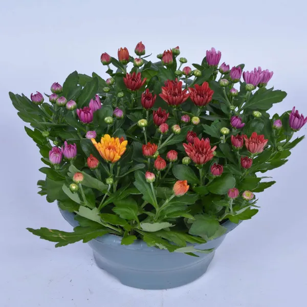 Dzēriens-limonāde OmyGosh Rose 0.33L ar depoz.