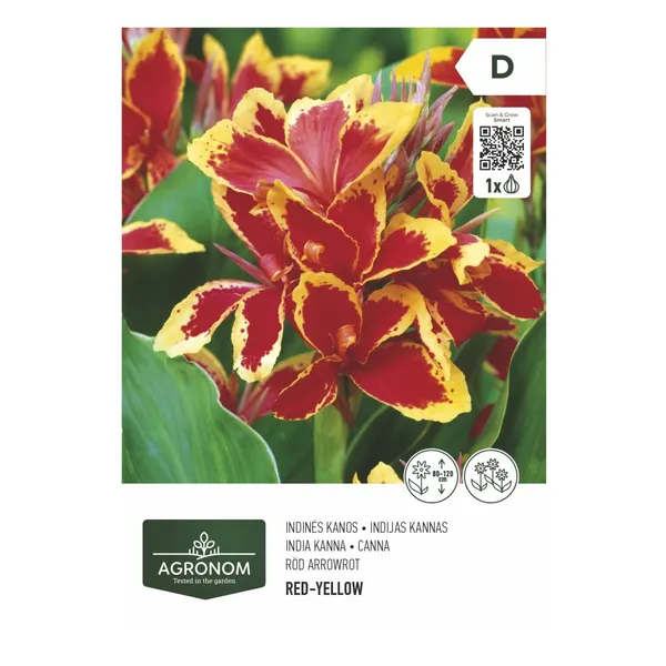 Gėlių svogūnėliai AGRONOM CANNA, geltona - raudona, SG26