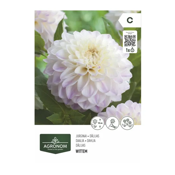 Gėlių svogūnėliai AGRONOM DAHLIA, balta, SG26
