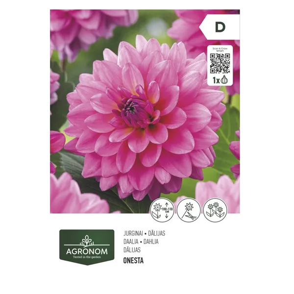 Gėlių svogūnėliai AGRONOM DAHLIA DECORATIVE, SG26