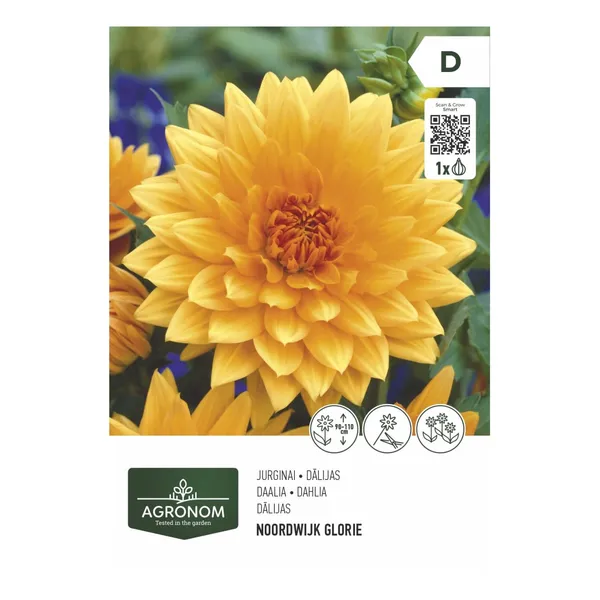 Gėlių svogūnėliai AGRONOM DAHLIA NOORDWIJK GLORIE, SG26