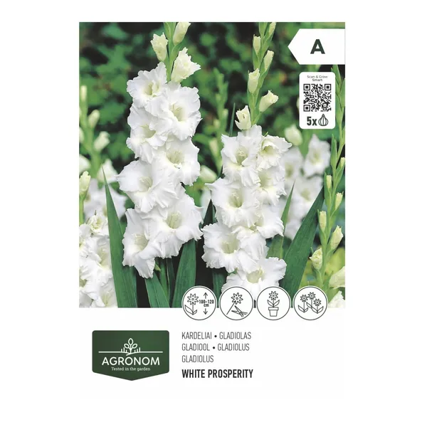 Gėlių svogūnėliai AGRONOM GLADIOLUS, balta, SG26
