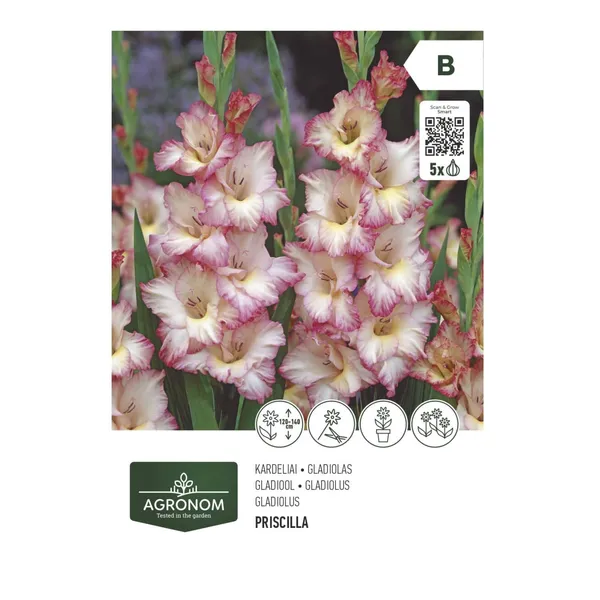 Gėlių svogūnėliai AGRONOM GLADIOLUS PRISCILLA, SG26