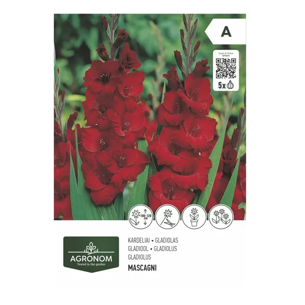 Gėlių svogūnėliai AGRONOM GLADIOLUS, raudona, SG26