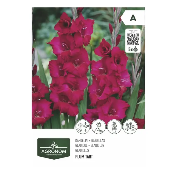 Gėlių svogūnėliai AGRONOM GLADIOLUS VIOLET, SG26