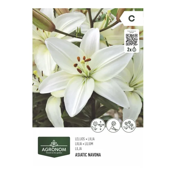 Gėlių svogūnėliai AGRONOM LILY ASIATIC, balta, SG26