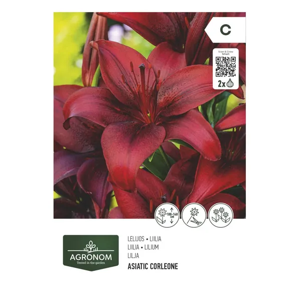 Gėlių svogūnėliai AGRONOM LILY ASIATIC, tamsiai raudona, SG26
