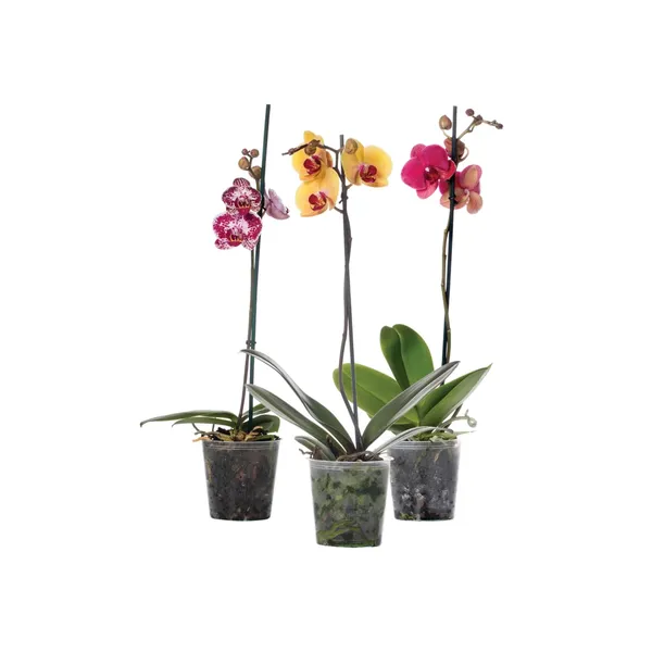 Orchidėja, 1vnt