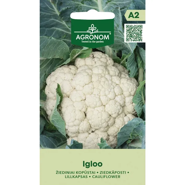 Ziedkāposti Igloo