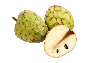 Anone Čerimoja gab.