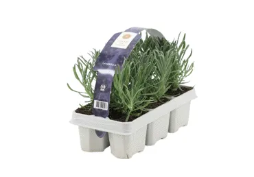 Āra augi Lavanda 6gab.