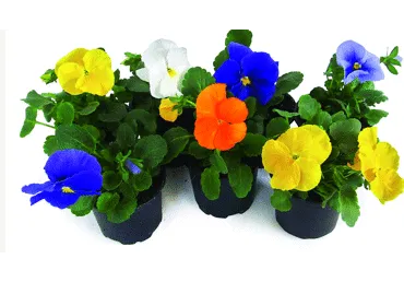 Āra augs Atraitnīte D 9cm