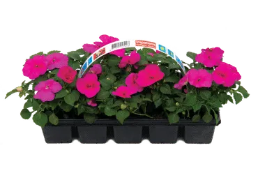 Āra augs BALZAMĪNES 10gab.