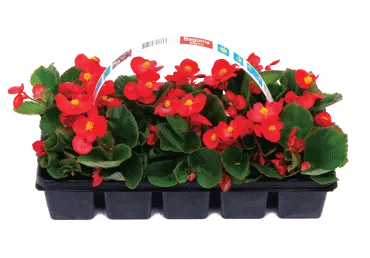 Āra augs BEGONIJAS 10gab.