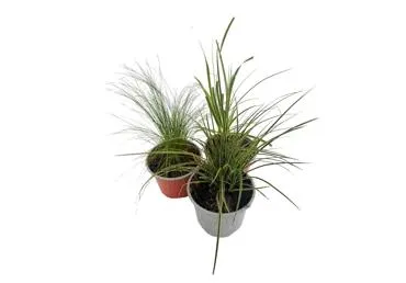 Āra augs Graudzāles dažādi veidi D12cm