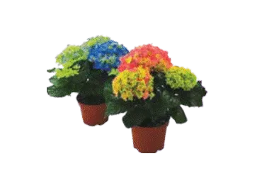 Āra augs Hortenzija D 10,5cm