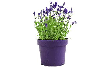 Āra augs Lavanda D11cm