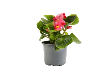 Āra augs LEDENE D 9cm