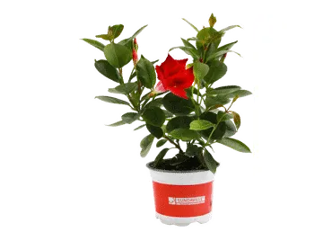 Āra augs MANDEVILLA D 11cm