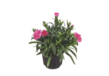 Āra augs Neļķe D 11cm