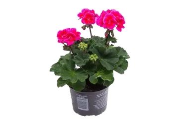 Āra augs Pelargonija D 10,5cm