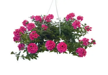 Āra augs VERBENA Ø25cm