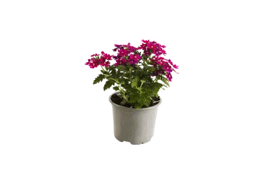 Āra augs VERBENA D 11cm