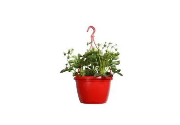 Āra augs ZEMENES