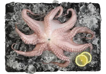 Atkausēts astoņkājis tīrīts kg