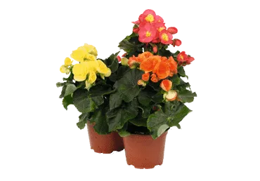 Augs Begonija D 12cm