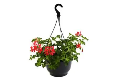 Balkona augs PELARGONIJA  Ø25cm
